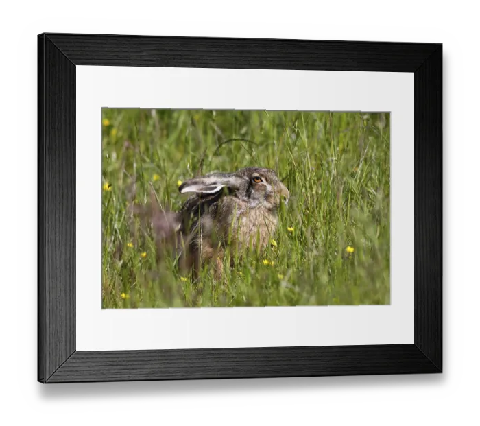 Framed Print : European hare (Lepus europaeus) sitting in a meadow