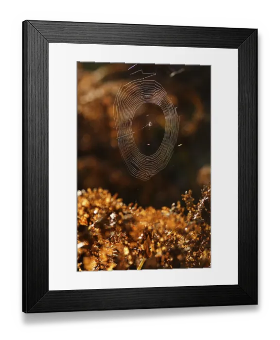 Framed Print : Spider net in the backlight