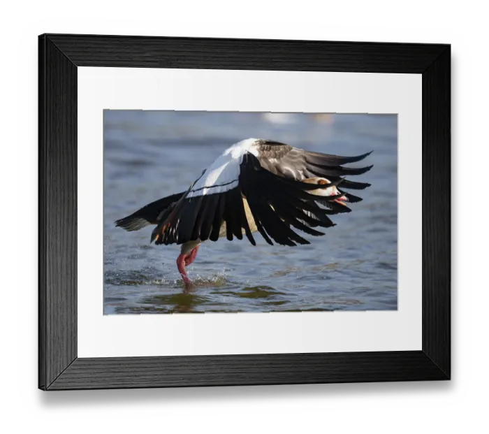 Framed Print : A Egyptian goose at take-off, Lake Uemmingen Framed Print : A Egyptian goose at take-off, Lake Uemmingen