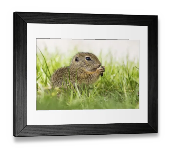 Framed Print : European Ground Squirrel (Spermophilus citellus) feeding