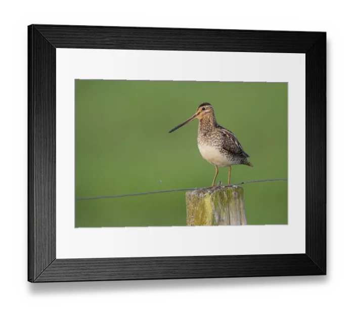 Framed Print : Common Snipe (Gallinago gallinago) Framed Print : Common Snipe (Gallinago gallinago)