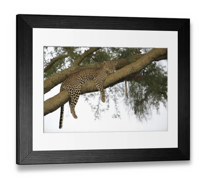 Framed Print : Leopard (Panthera pardus), female