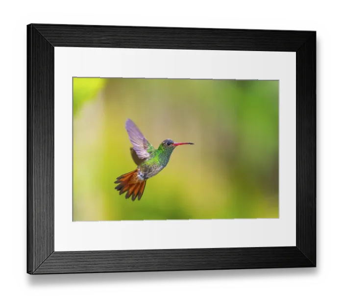 Framed Print : Brown-tailed Amazon (Amazilia tzacatl) in flight Framed Print : Brown-tailed Amazon (Amazilia tzacatl) in flight