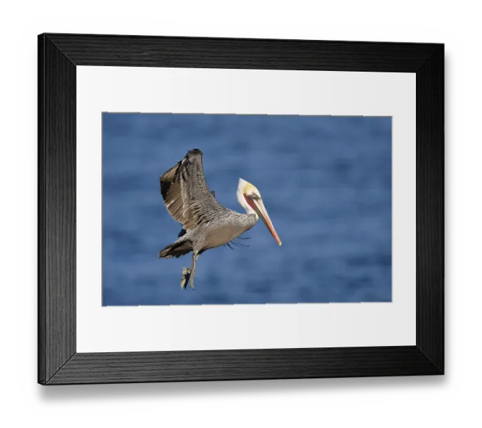 Framed Print : Brown Pelican (Pelecanus occidentalis) in flight