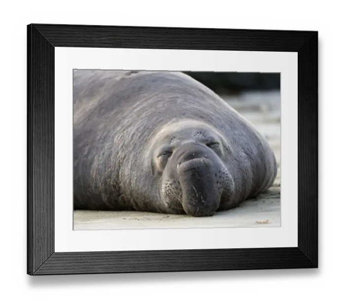 Framed Print : Sleeping Northern Elephant Seal (Mirounga angustirostris)