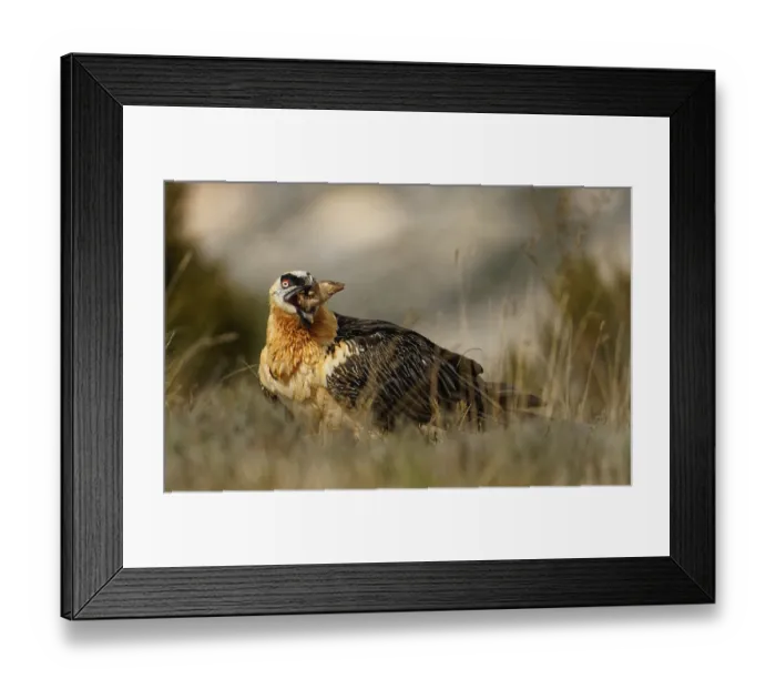 Framed Print : Old bearded vulture (Gypaetus barbatus) Framed Print : Old bearded vulture (Gypaetus barbatus)