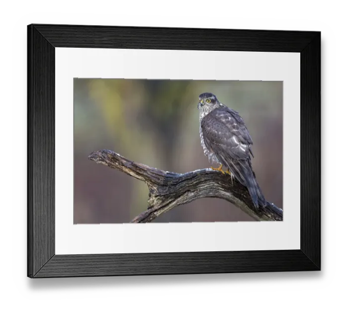 Framed Print : Eurasian Sparrowhawk (Accipiter nisus) female perched on a branch Framed Print : Eurasian Sparrowhawk (Accipiter nisus) female perched on a branch