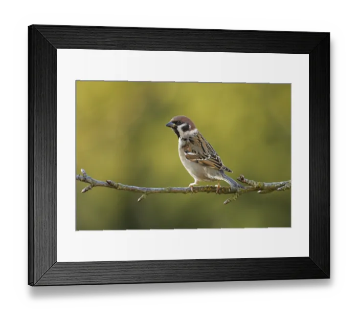 Framed Print : Eurasian Tree Sparrow (Passer montanus) perched on a branch