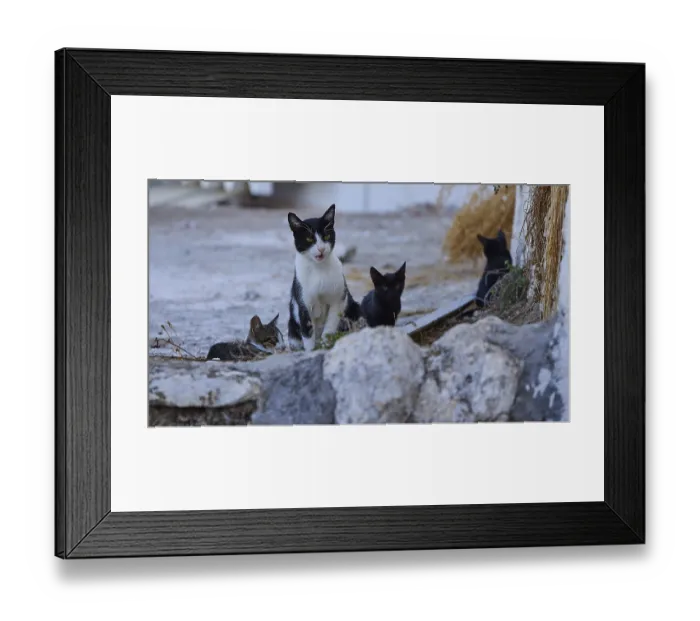 Framed Print : Mother cat, kittens, Four cats on rocky ground amidst plant remains and stones