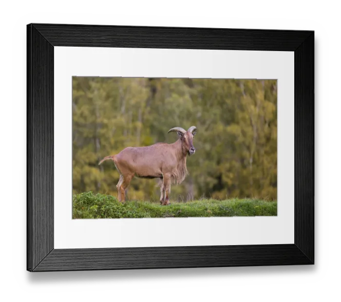 Framed Print : One Barbary sheep (Ammotragus lervia) stands on green hilly ground