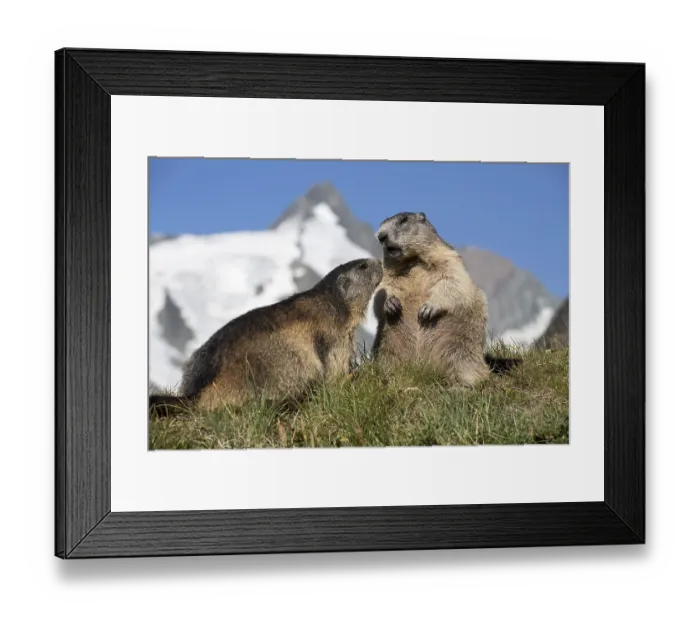 Framed Print : Two adult Alpine Marmot, Marmota marmota