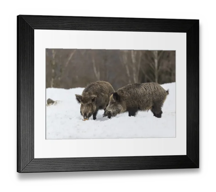 Framed Print : Wild boar or wild pig (Sus scrofa)