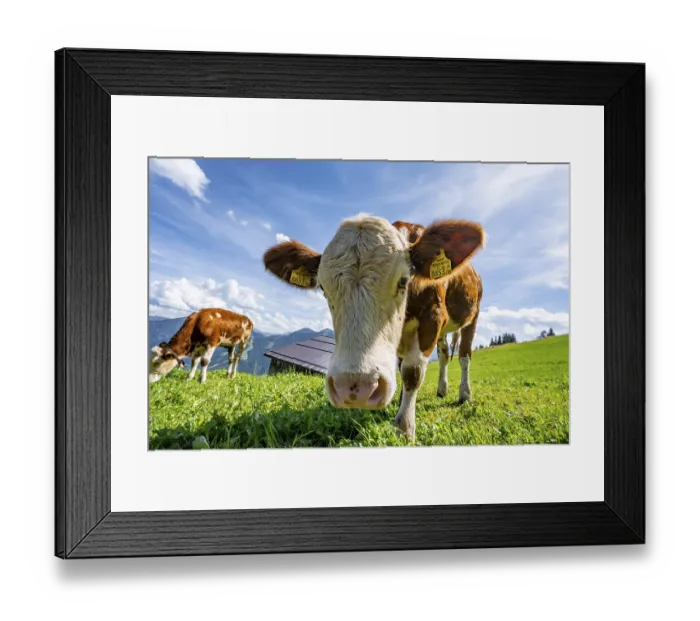 Framed Print : Two young curious calves (Bos primigenius taurus) Framed Print : Two young curious calves (Bos primigenius taurus)