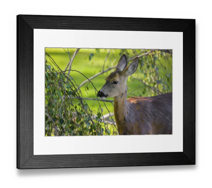 Framed Print : A female roe deer (Capreolus capreolus) eats fresh leaves from a tree
