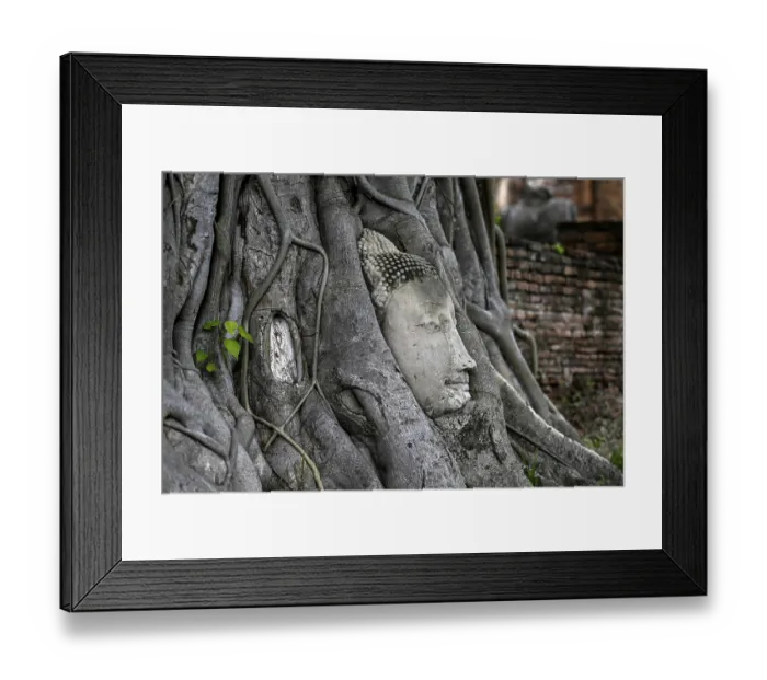 Framed Print : Sandstone Buddha head at the foot of a Bodhi tree in Wat Mahathat