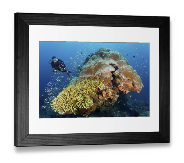Framed Print : Diver looking at coral block with fish warm Blue coral (Leptojulis cyanopleura)