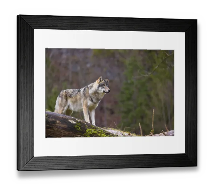 Framed Print : A male Eurasian gray wolf (Canis lupus lupus)