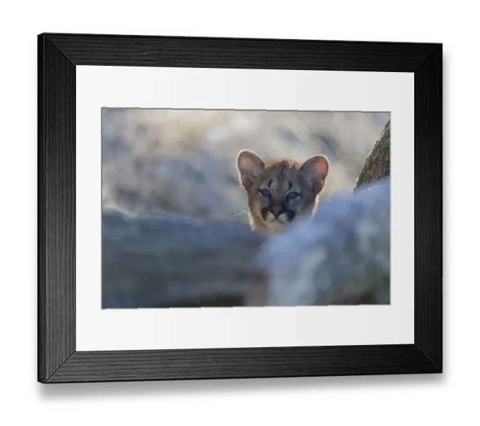 Framed Print : One cougar kitten, Puma concolor