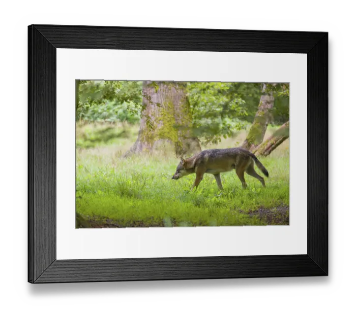 Framed Print : An adult male Eurasian gray wolf (Canis lupus lupus) runs through a forest