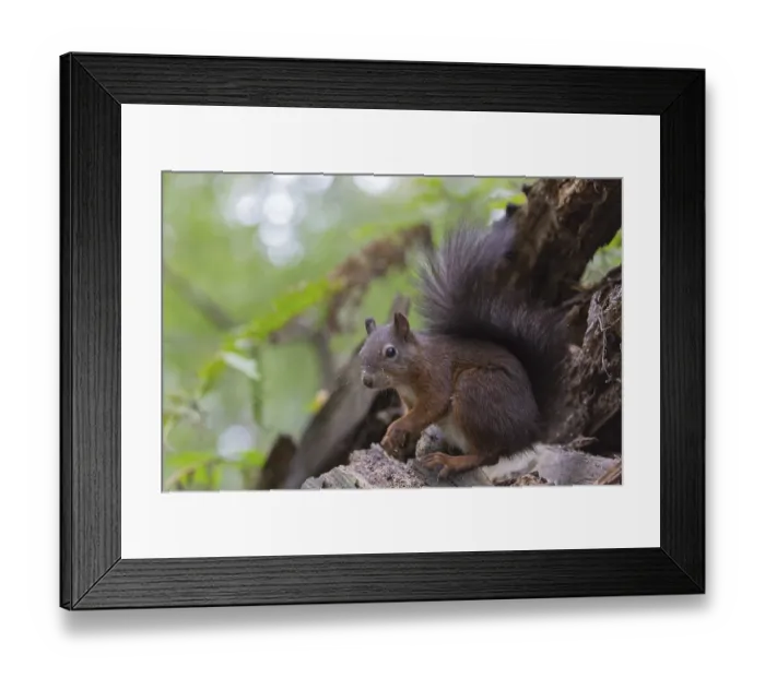 Framed Print : One Red squirrel or Eurasian red squirrel (Sciurus vulgaris) feeding on peanut