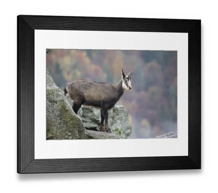 Framed Print : One chamois standing on rocks, autumnal colors of a forest in the distant background Framed Print : One chamois standing on rocks, autumnal colors of a forest in the distant background