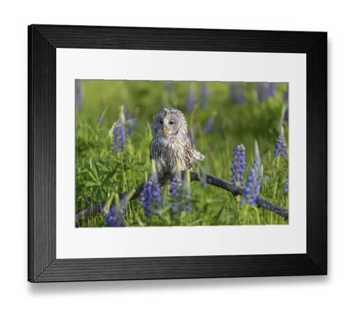 Framed Print : One Ural owl (Strix uralensis) sitting on a branch lying in a field of flowering lupines in late evening light Framed Print : One Ural owl (Strix uralensis) sitting on a branch lying in a field of flowering lupines in late evening light