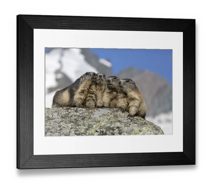 Framed Print : The chorus of the mountains! Four adult Alpine Marmot