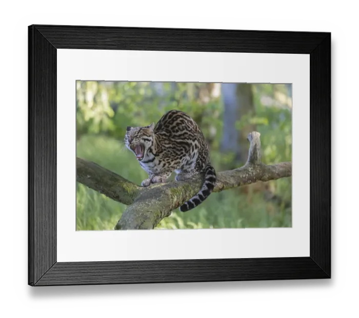 Framed Print : One Ozelot, Leopardus pardalis Framed Print : One Ozelot, Leopardus pardalis