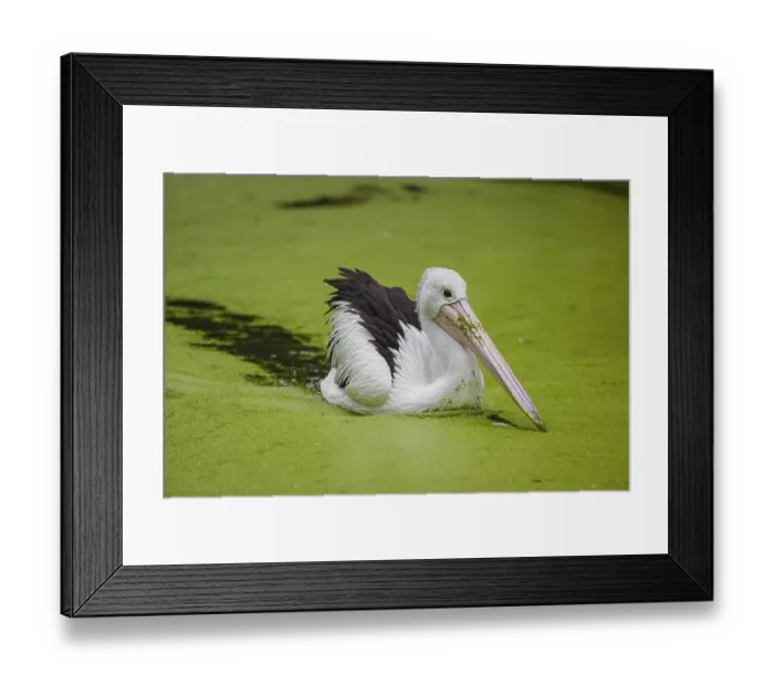 Framed Print : An Australian pelican (Pelecanus conspicillatus) swims in a duckweed-covered pond