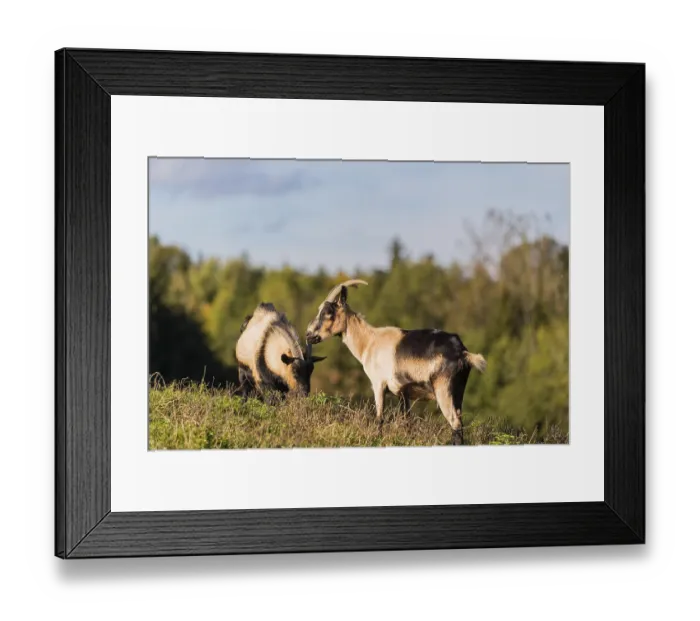 Framed Print : Two female peacock goats (Capra aegagrus f) Framed Print : Two female peacock goats (Capra aegagrus f)