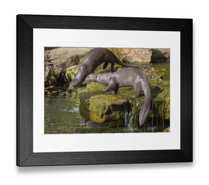 Framed Print : One giant otter or giant river otter (Pteronura brasiliensis)