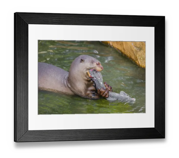 Framed Print : A giant otter or giant river otter (Pteronura brasiliensis)