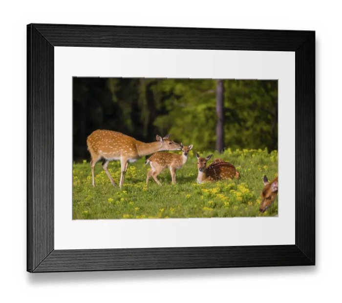 Framed Print : One female Manchurian sika deer or Dybowski's sika deer (Cervus nippon mantchuricus or Cervus nippon dybowskii) Framed Print : One female Manchurian sika deer or Dybowski's sika deer (Cervus nippon mantchuricus or Cervus nippon dybowskii)