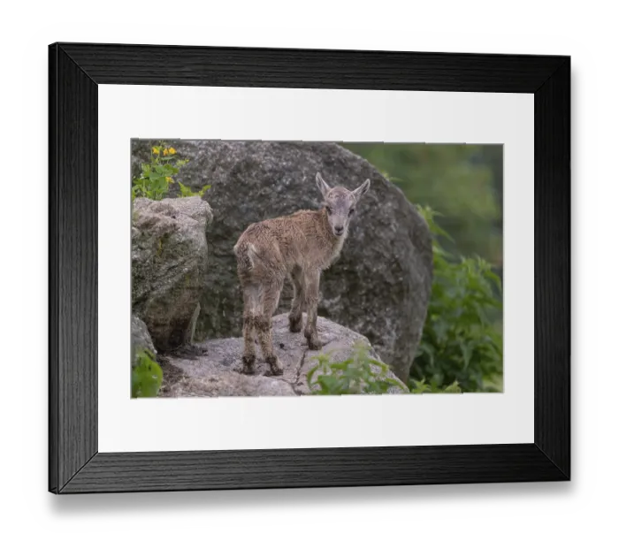 Framed Print : One baby ibex (Capra ibex) climbing on rocks