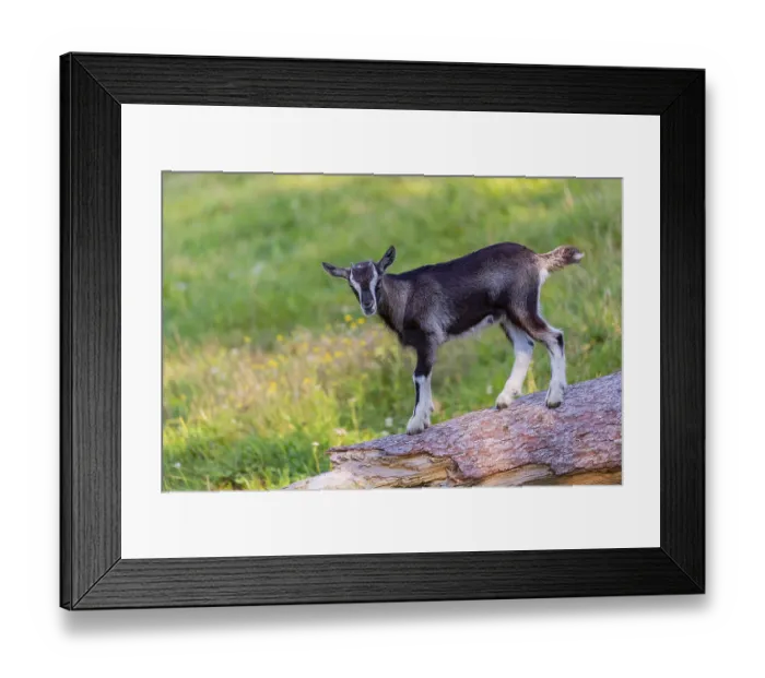 Framed Print : One Tauernschecke goatling, Capra aegagrus hircus
