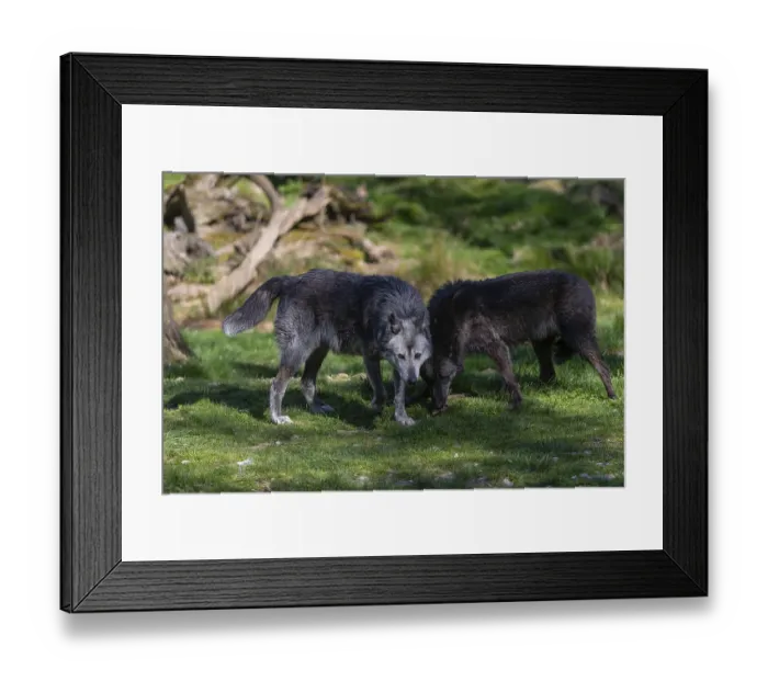 Framed Print : Social behaviour. Two Timberwolf