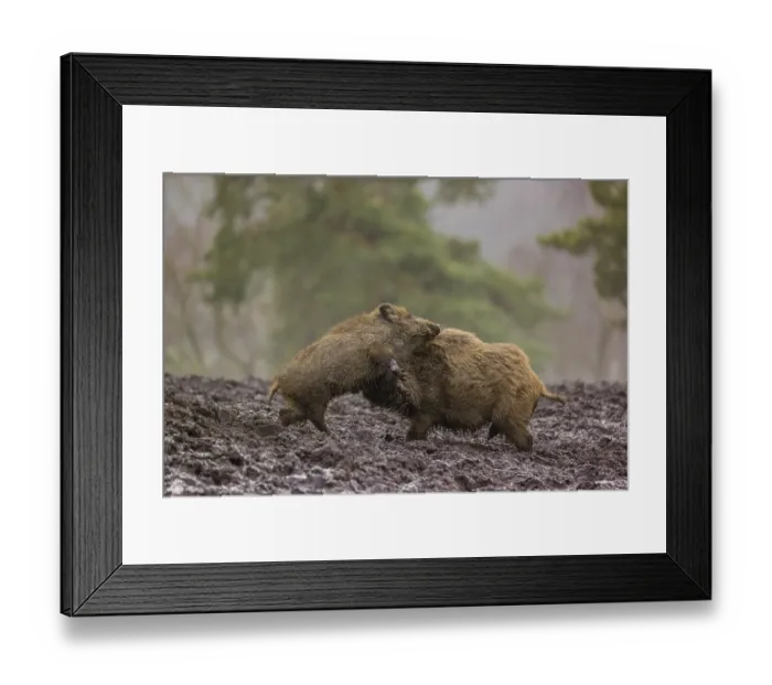 Framed Print : Two wild boars or wild pigs (Sus scrofa) fight in a clearing on a foggy day Framed Print : Two wild boars or wild pigs (Sus scrofa) fight in a clearing on a foggy day