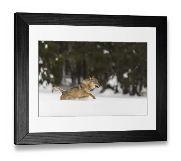 Framed Print : One male eurasian gray wolf (Canis lupus lupus) running thru deep snow with a forest in the background