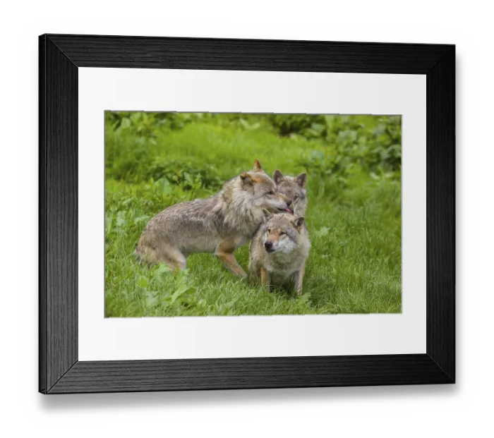 Framed Print : Three adult male eurasian gray wolves (Canis lupus lupus)