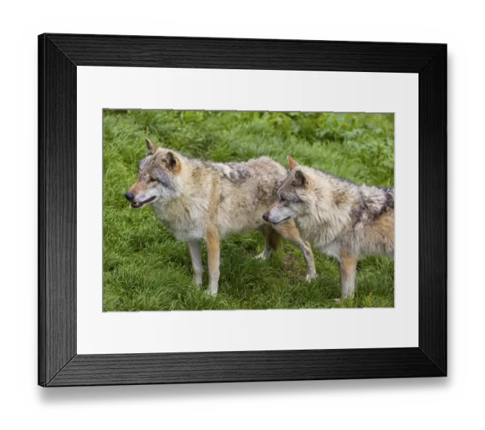Framed Print : Two eurasian gray wolves (Canis lupus lupus) stand on a green meadow in an open forest