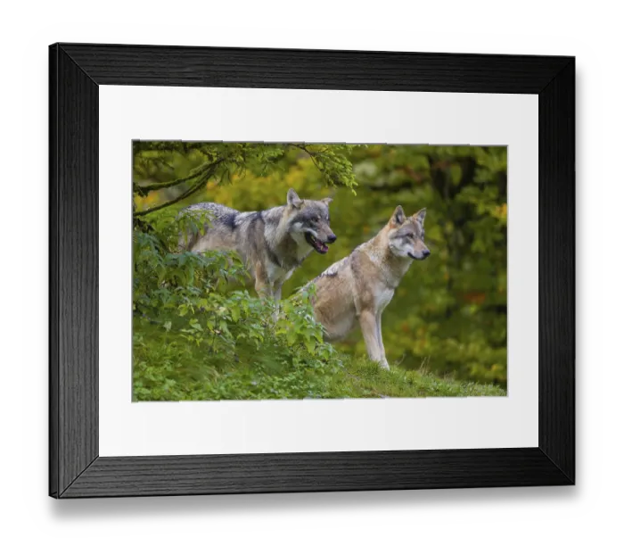 Framed Print : Two eurasian gray wolves (Canis lupus lupus) stand on a hill