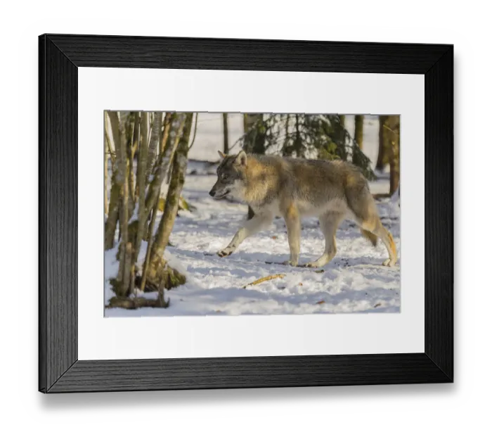 Framed Print : A young grey wolf (Canis lupus lupus) walks across the snowy forest floor on a cold