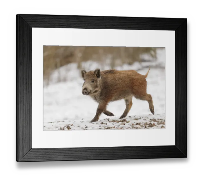 Framed Print : A wild boar piglet (Sus scrofa) runs across a snow-covered field