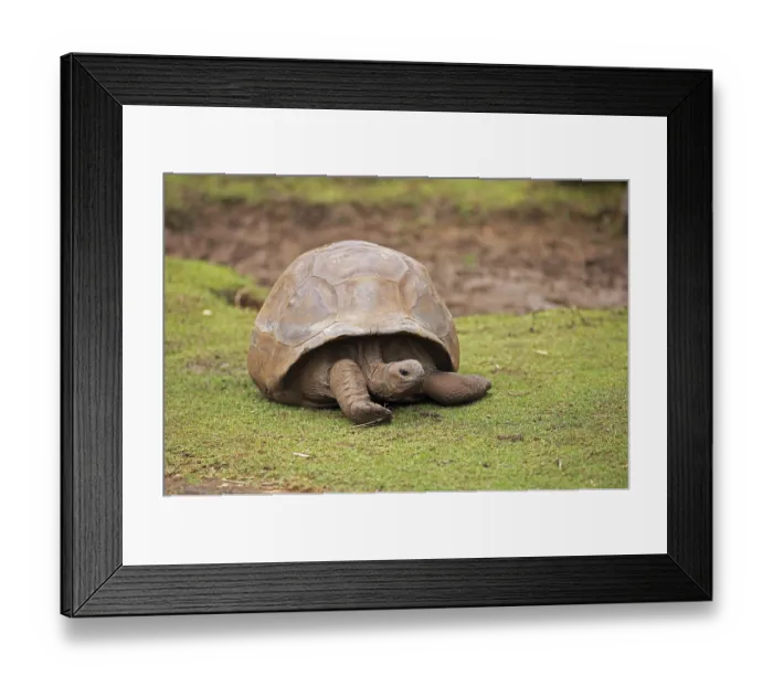 Framed Print : Aldabra giant tortoise (Aldabrachelys gigantea) on a grassy area Framed Print : Aldabra giant tortoise (Aldabrachelys gigantea) on a grassy area