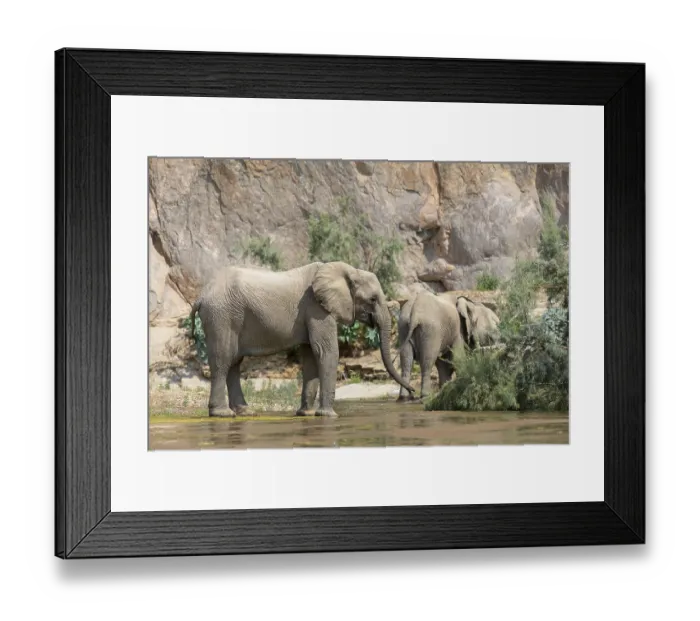 Framed Print : Desert elephants (Loxodonta africana) in the Hoarusib dry river Framed Print : Desert elephants (Loxodonta africana) in the Hoarusib dry river