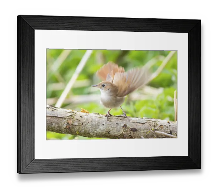 Framed Print : Nightingale (Luscinia megarhynchos) Germany
