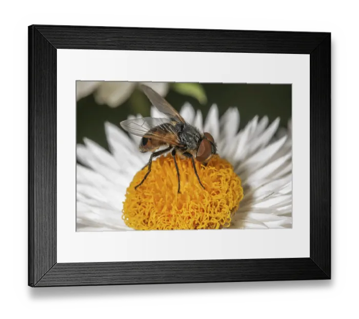 Framed Print : Gold shield fly (Phasia aurigera) Framed Print : Gold shield fly (Phasia aurigera)