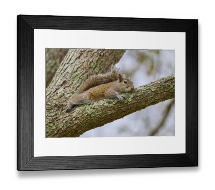 Framed Print : American grey squirrel (Sciurus carolinensis) Framed Print : American grey squirrel (Sciurus carolinensis)