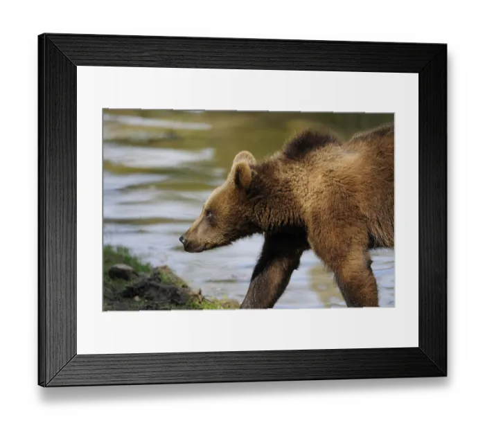 Framed Print : Young Eurasian brown bear (Ursus arctos arctos) at the shore of a lake