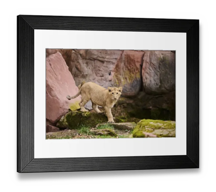 Framed Print : Asiatic lion (Panthera leo persica) cub walking on the ground Framed Print : Asiatic lion (Panthera leo persica) cub walking on the ground